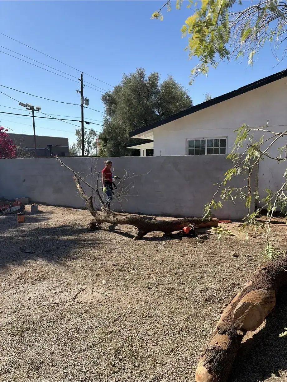 Block wall beside the white house with the felled mesquite trunk in the yard